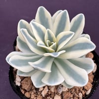 ホリコロ　リンゼアナ M*様 多肉植物 オリジナル交配 (中里リンゼアナ×ホリコロ)×ホーリンゼ