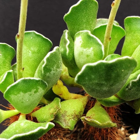 Adromischus  cristatus v.cristatus / クリスタトゥス クリスタトゥス (A01)