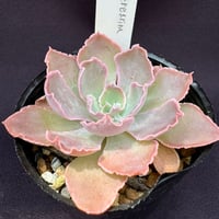 E. エケベリア  シャビアナ  ベレグリナ　Echeveria shaviana  Peregrina（165）