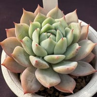 E. ‘白星静夜’羽兼交配  Echeveria derenbergii x Alba（166）