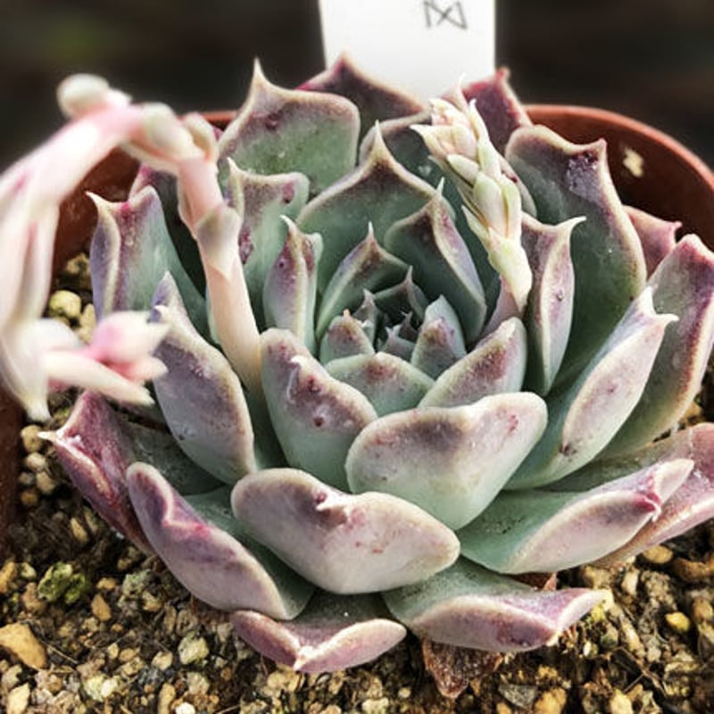 E. ハルビンゲリ ラパス Echveria halbingeri , La Paz（1