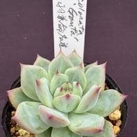 E.コロラータ リンゼアナ Echeveria colorata = lindsaya