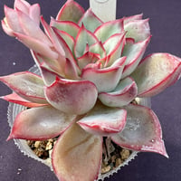E. エスター、プリドニス x デレンベルギー  Echeveria ‘Esthar’pulidonis x derenbergii（176）
