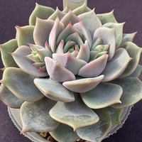 E. ローラアゲイン 羽兼交配  Echeveria ‘Lola-Again’lilacinax derenbergii（162）