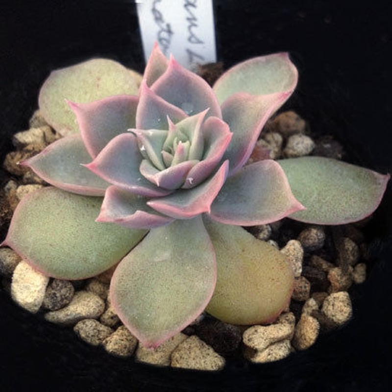 E. シムランスラグナサンチェスxコロラータ Echeveria simuransL.S X