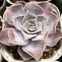 E.リラシナ 中苗（ゴンザレス） Echeveria lilacina（ゴンザレス）（146）