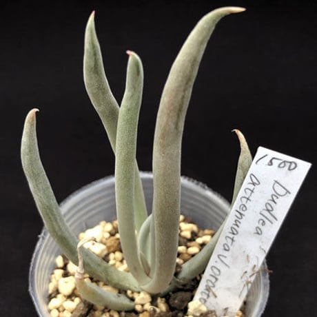 アティヌアータ・オルクッティー   Dudleya attenuata v. oructtii (D102)