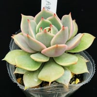 洋書 ECHEVERIA CULTIVARS 図鑑 洋書 ECHEVERIA CULTIVARS | sabotensoudanshitsu H