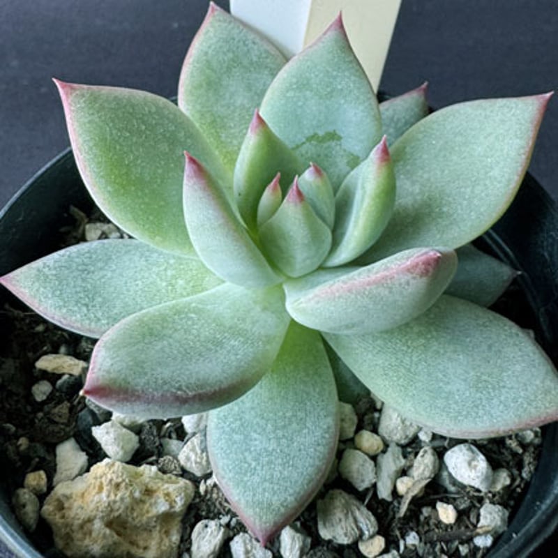 コロラータ fa コロラータ 多肉植物 エケベリア サボテン相談室 札付