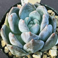 E.コロラータ デザートハーモニー Echeveria colorata'Desert Ha