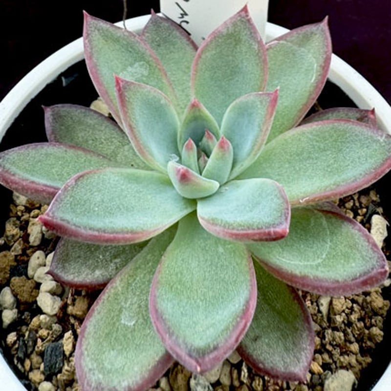 E.コロラータ デザートハーモニー Echeveria colorata'Desert Ha E.コロラータ デザートハーモニー Echeveria colorata'Desert Ha