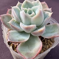 R2 羽兼交配 Echeveria simulans R x pulidonis Veracruz R（192）