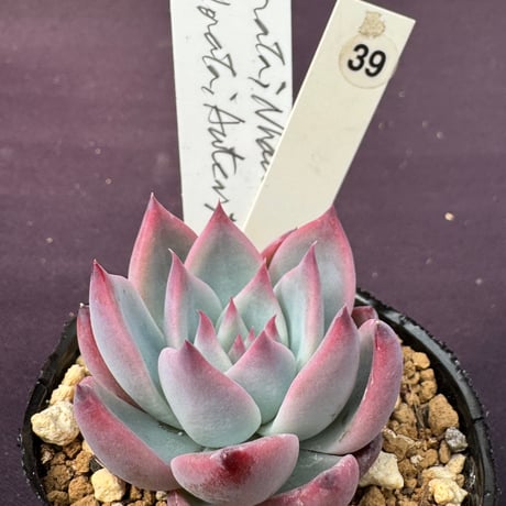 sabotensoudanshitsu HP Shop