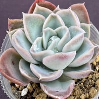 R2 羽兼交配  Echeveria simulans R. x pulidonis Veracruz (R.) (207)