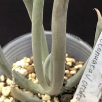 葉挿し苗✨コロラータデザートハーモニー✨ 葉挿し苗✨コロラータデザートハーモニー✨ コロラータ デザート