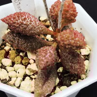 Adromischus mirianiae herrei Coffee Bean / マリアンナエ ヘレ― コーヒービーン (A07)