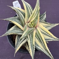 Haworthia.limifolia gigantea 'Variegata’(ha09)