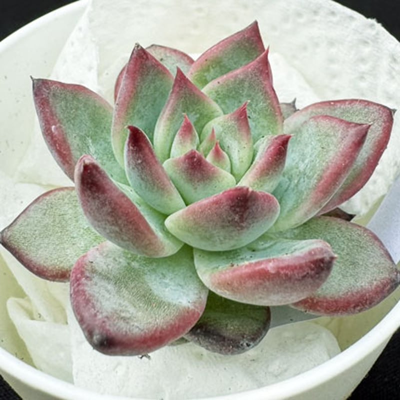 原種‼️選抜種‼️Echeveria colorata'Gonta' 種子20粒