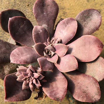 E.ディフラクテンス Echeveria diffractens（148） | sabot