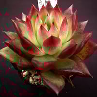 洋書 ECHEVERIA CULTIVARS | sabotensoudanshitsu H