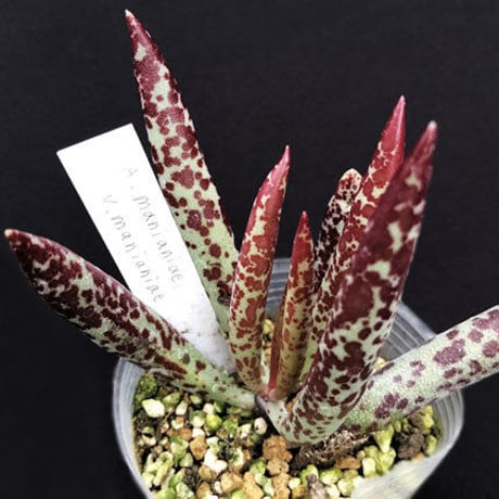 Adromischus marianiae v. marianiae / マリアンナエ　マリアンナエ  (26)