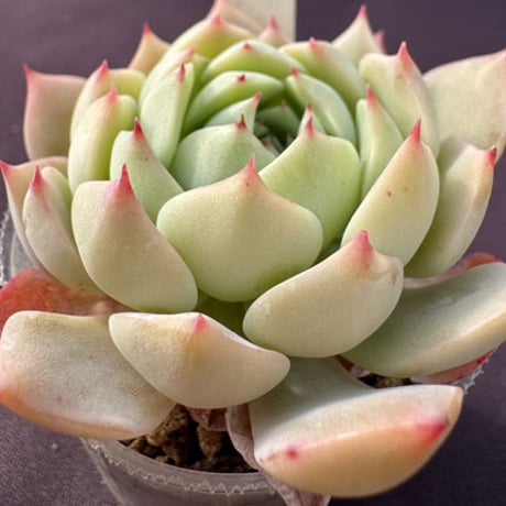 Echeveria derenbergii x chihuhuaensis Yecora 羽兼