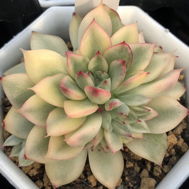 Echeveria 女雛 錦（155） | sabotensoudanshitsu HP Shop