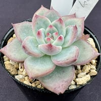 E.コロラータ デザートハーモニー Echeveria colorata'Desert Ha