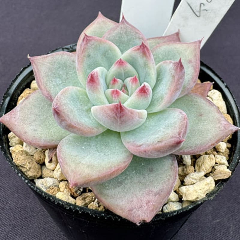 エケベリア コロラータ アウテンティカ（実生）Echeveria colorata 