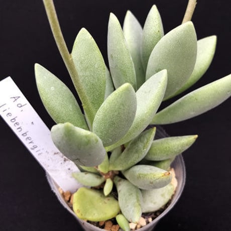 Adromischus  liebenbergii / リーベンベルギー (24)