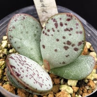 シャビアナ ノンフリル shaviana non Frills (020) | sabo