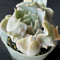 洋書 ECHEVERIA CULTIVARS 図鑑 洋書 ECHEVERIA CULTIVARS 図鑑 洋書 ECHEVERIA CULTIVARS 図鑑