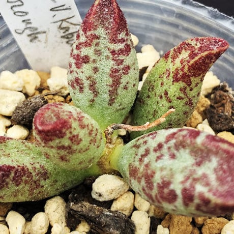 Adromischus marianiae v. kubusanum / マリアンナエ クブサナム (A14)