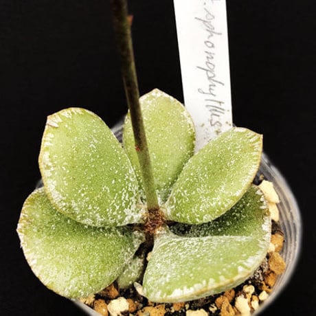 Adromischus sphenophyllus / スペノフィルス  (25)