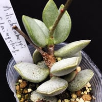 Adromischus lichenbergii S. Laingshug. (A13)