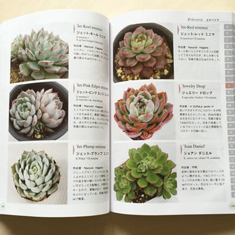 書籍 多肉植物エケベリア GUIDE TO ECHEVERIA 改訂版 （サイン入り）