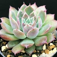 E.コロラータ デザートハーモニー Echeveria colorata'Desert Ha