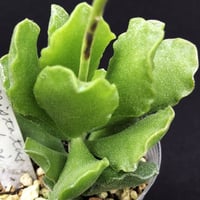 洋書 ECHEVERIA CULTIVARS | sabotensoudanshitsu H