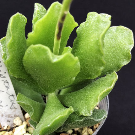 レア✨韓国苗　アドロミクスクス　フィリカウリスレッドスポット 抜き苗 楽天市場】フィリカウリスレッドスポット アドロミスクス M