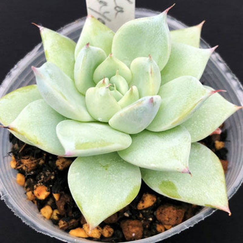 リンゼアナとコロラータ | ブログ版Olive&SucculentGarden 多肉植物