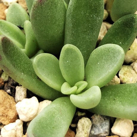 Adromischus phillipsiae Ouberg / フィリプシアエ オウベルフ (A08)