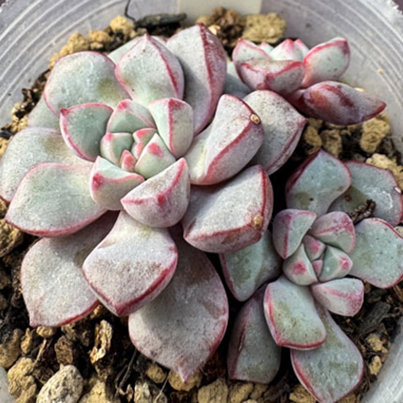Echeveria subcorymbosa Lau.030 原種 サブコリンボサ,ラウ030