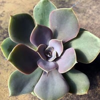 洋書 ECHEVERIA CULTIVARS 図鑑 洋書 ECHEVERIA CULTIVARS 図鑑 洋書 ECHEVERIA CULTIVARS