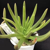 ビスシダ  Dudleya viscida (D099)