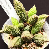 E.コロラータ デザートハーモニー Echeveria colorata'Desert Ha