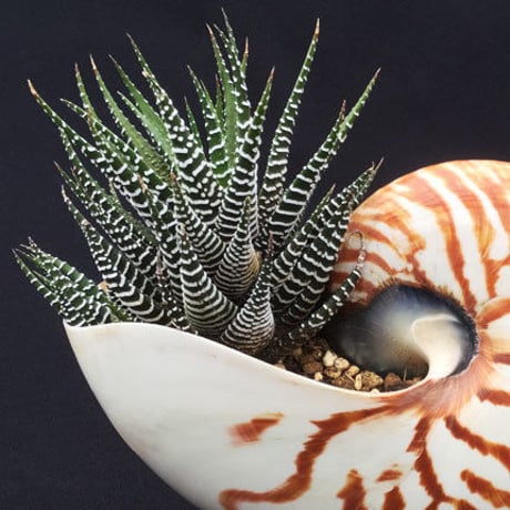 Nautilus object   オームガイのオブジェ