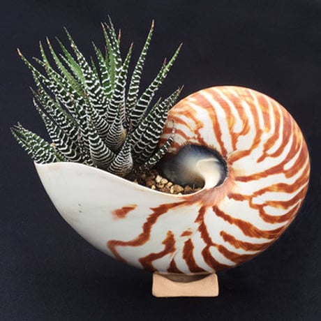 Nautilus object   オームガイのオブジェ