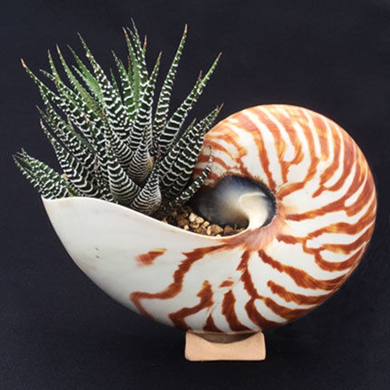 Nautilus object オームガイのオブジェ | sabotensoudanshi