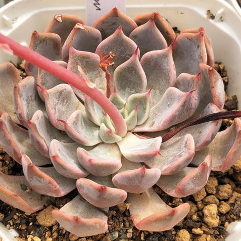 @Rabbit.Echeveria出品 il_1080xN.6052504597_5h8a.jpg