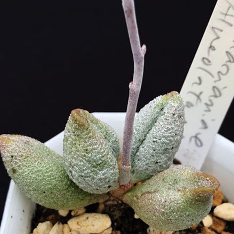 Adromischus mirianiae Alveolatus / 銀の卵 (04)